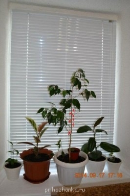 Мои комнатные растения. - обрезка.jpg