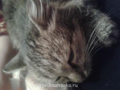 Кого из животных вы содержите? Фото приветствуется. - 20141115_203521.jpg