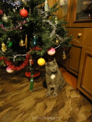 Кого из животных вы содержите? Фото приветствуется. - DSC03090.JPG