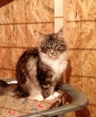 Кого из животных вы содержите? Фото приветствуется. - фото 21.JPG