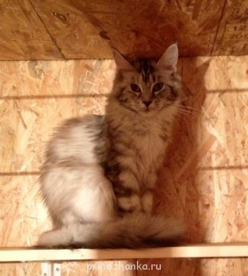 Кого из животных вы содержите? Фото приветствуется. - фото 31.JPG