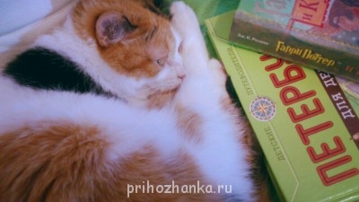 Клуб фелинологов-любителей  - 54443_original.jpg