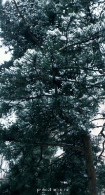 Чем сегодня занимались- 2 - 55397_original.jpg