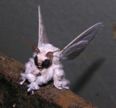 Редкие, необычные , милые и не очень - 99682560_large_18ak.jpg