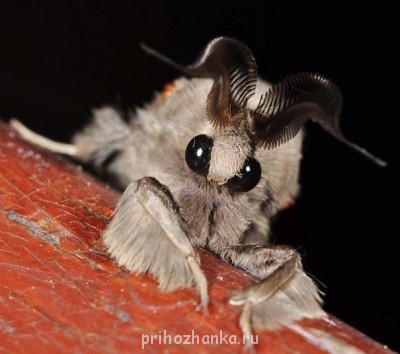 Редкие, необычные , милые и не очень - a8730_06.jpg