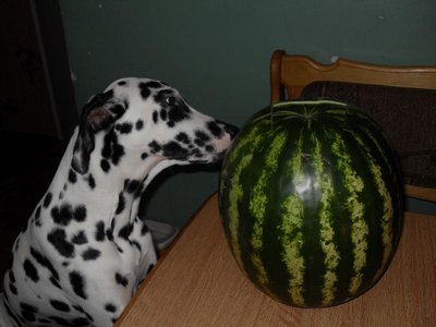 наш верный пес Дени