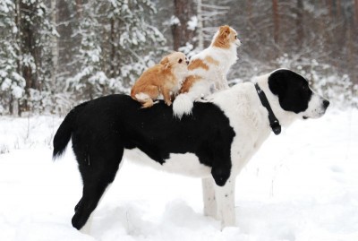 Клуб кинологов-любителей - 0_8c7f4_76c56570_orig.jpg