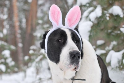 Клуб кинологов-любителей - 6URpte03Mn8.jpg