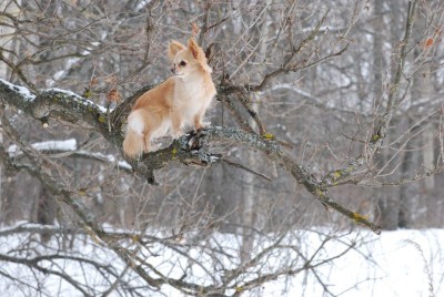 Клуб кинологов-любителей - nGPf4vb-vDw.jpg