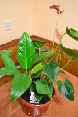 Мои комнатные растения. - DSC_4245.JPG