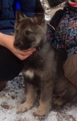 Клуб кинологов-любителей - фото77.JPG