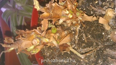 Мои комнатные растения. - DSC_0785.JPG