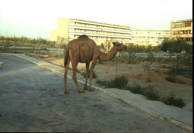 Особенности жизни в Средней Азии. - 283.jpg