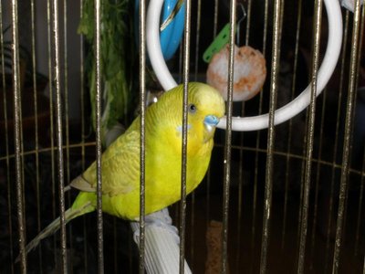 Кого из животных вы содержите? Фото приветствуется. - P5150125.JPG