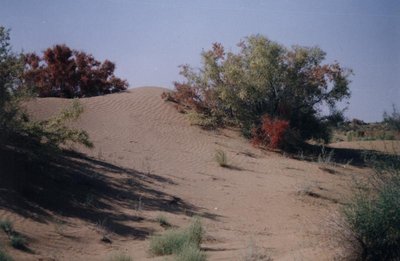 Особенности жизни в Средней Азии. - 7.JPG