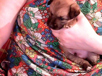 Кого из животных вы содержите? Фото приветствуется. - Изображение 002.jpg