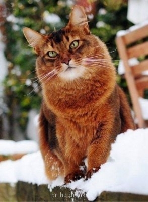 Клуб фелинологов-любителей  - 5YCqETDIUcI.jpg