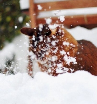 Клуб фелинологов-любителей  - b6MaFdtABrM.jpg