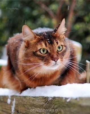 Клуб фелинологов-любителей  - bnUDHVyGRXI.jpg