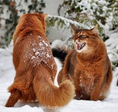 Клуб фелинологов-любителей  - xZGlqWSxENk.jpg