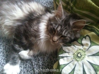 Клуб фелинологов-любителей  - фото112.JPG