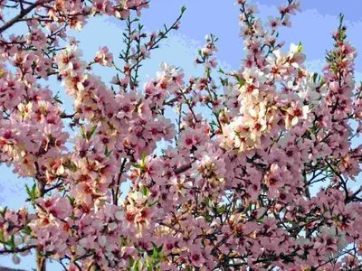 Особенности жизни в Средней Азии. - цветет урюк.jpg