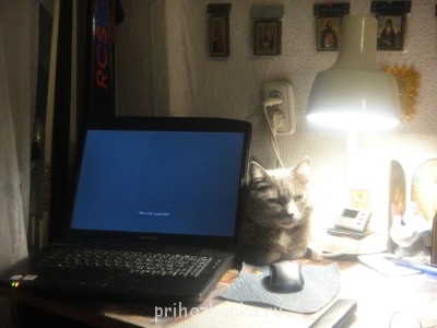 Клуб фелинологов-любителей  - DSC00701.JPG