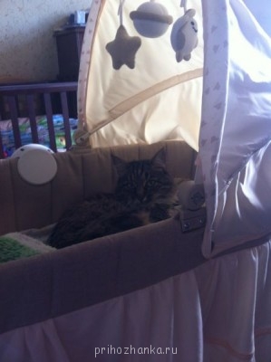 Клуб фелинологов-любителей  - фото13.JPG