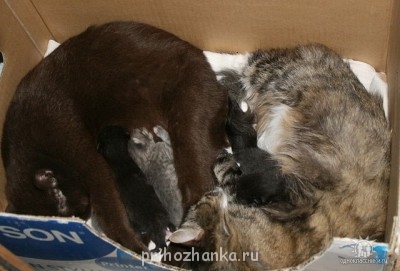 Клуб фелинологов-любителей  - image.jpg