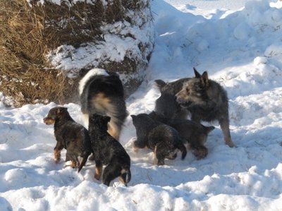 Кого из животных вы содержите? Фото приветствуется. - щенки 049.jpg