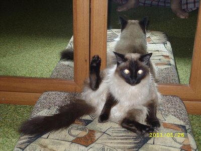 Кого из животных вы содержите? Фото приветствуется. - SS853625.JPG