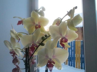 Мои комнатные растения. - IMG_0008[1].JPG