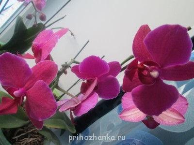 Мои комнатные растения. - IMG_0005[1].JPG