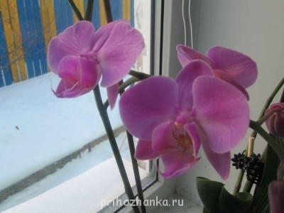 Мои комнатные растения. - IMG_0004[1].JPG