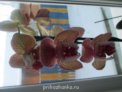 Мои комнатные растения. - IMG_0003[1].JPG