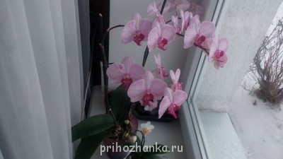 Мои комнатные растения. - IMG_20150104_163047.jpg