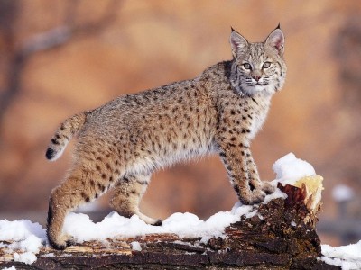 Что нам попалось в мировой сети... - v800_1.jpg