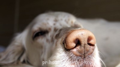 Кого из животных вы содержите? Фото приветствуется. - _DSC3523.JPG