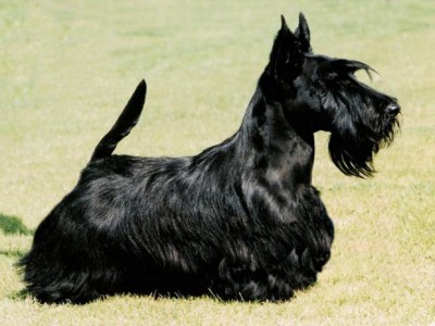 Клуб кинологов-любителей - 68762773_127054395517.jpg