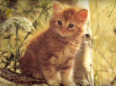 Кого из животных вы содержите? Фото приветствуется. - f_4723973.jpg