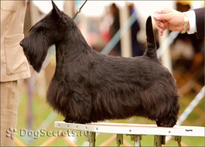 Клуб кинологов-любителей - scot1.jpg