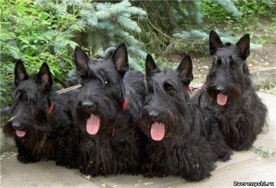 Клуб кинологов-любителей - 11.jpg