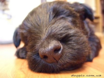 Клуб кинологов-любителей - httpdogpic.com_.uashhenok-malysh-porody-skotch-terer-sladko-spit.jpg