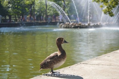 Санкт-Петербург. Афиша, путеводитель, наши рассказы - DSC_3733.JPG