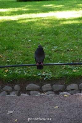 Санкт-Петербург. Афиша, путеводитель, наши рассказы - DSC_3637.JPG