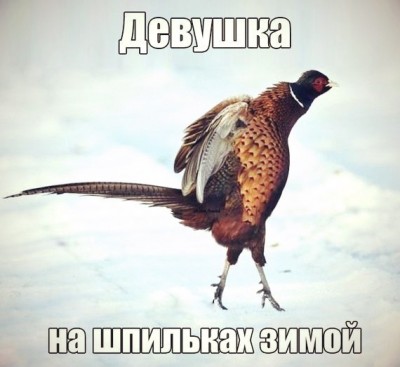 Из ВКонтактика с приветиком  - fgKg0khZh8Y.jpg