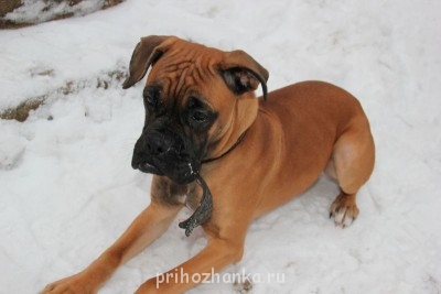 Кого из животных вы содержите? Фото приветствуется. - IMG_0447.JPG