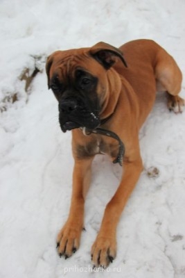 Кого из животных вы содержите? Фото приветствуется. - IMG_0448.JPG