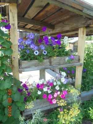 А это у свекрови,она знатный цветовод.