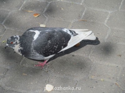 Золотая моя Москва  - 0105 006.jpg